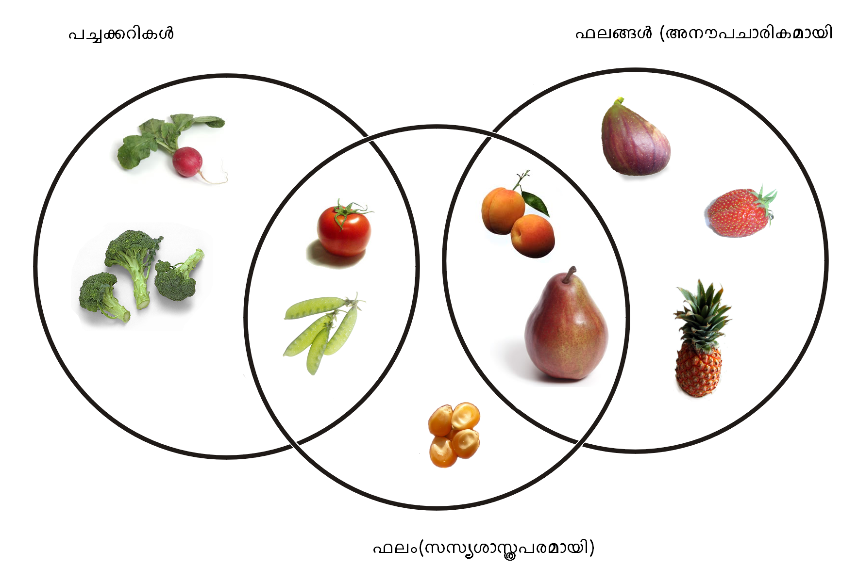 Ягода с ботанической точки зрения. Овощи и фрукты различия. Различаем овощи и фрукты. Разница между фруктами и овощами. Овощи фрукты ягоды отличия.