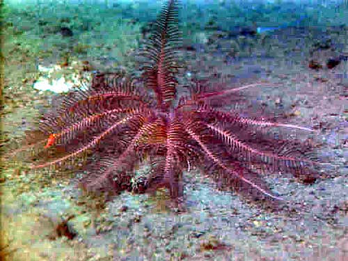 File:1R603blkcrinoidOE 500.jpg