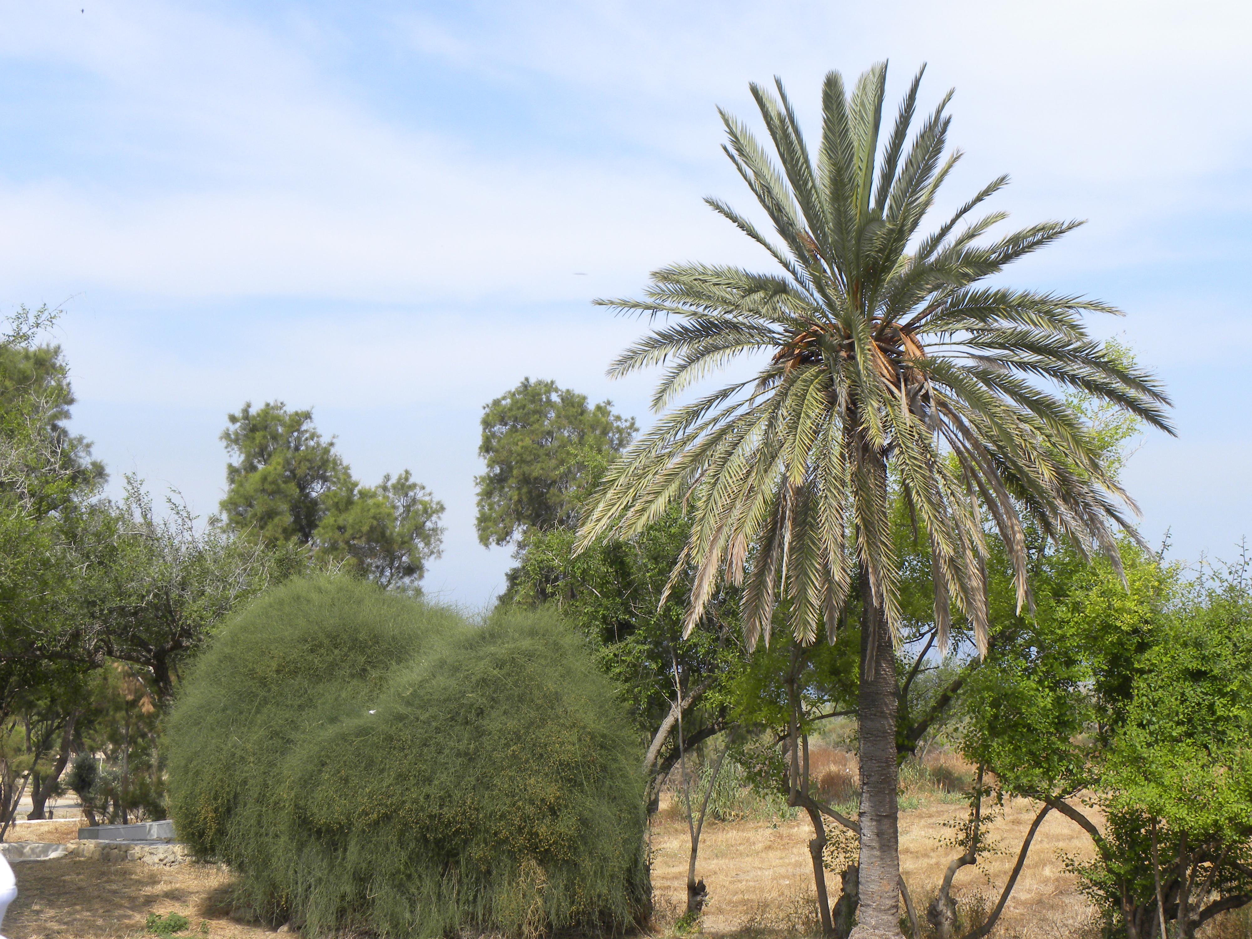 Bottle Tree (Brachychiton populneus) - 24 Box 