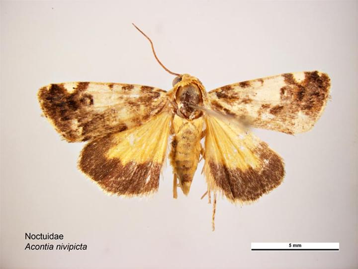 File:Acontia crocata dorsal.jpg