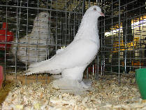 <span class="mw-page-title-main">Old Dutch Tumbler</span> Breed of pigeon