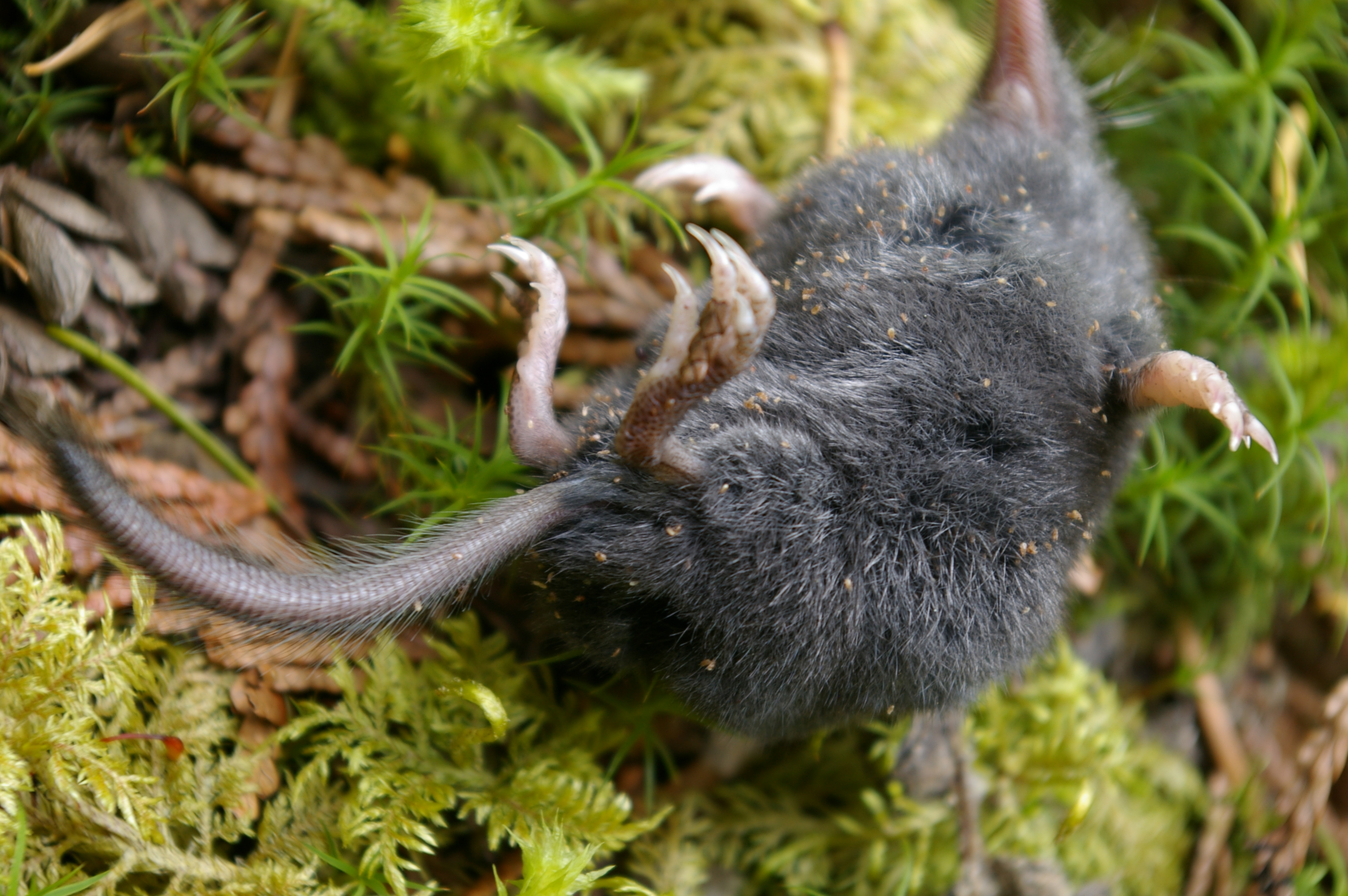 File:American Shrew-mole (Neurotrichus gibbsii).jpg ...
