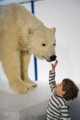 File:Arktikum museum and science centre Polar bear.jpg