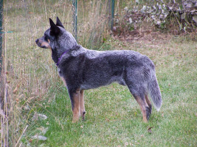 File:Australian Cattle Dog 01.jpg