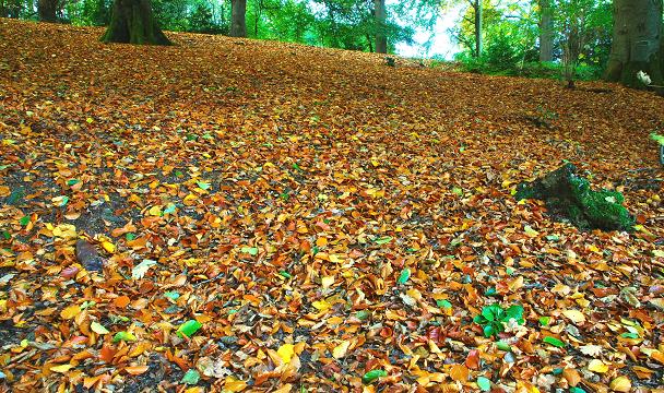 File:Autumn leaves, Hillsborough forest - geograph.org.uk - 1019393.jpg