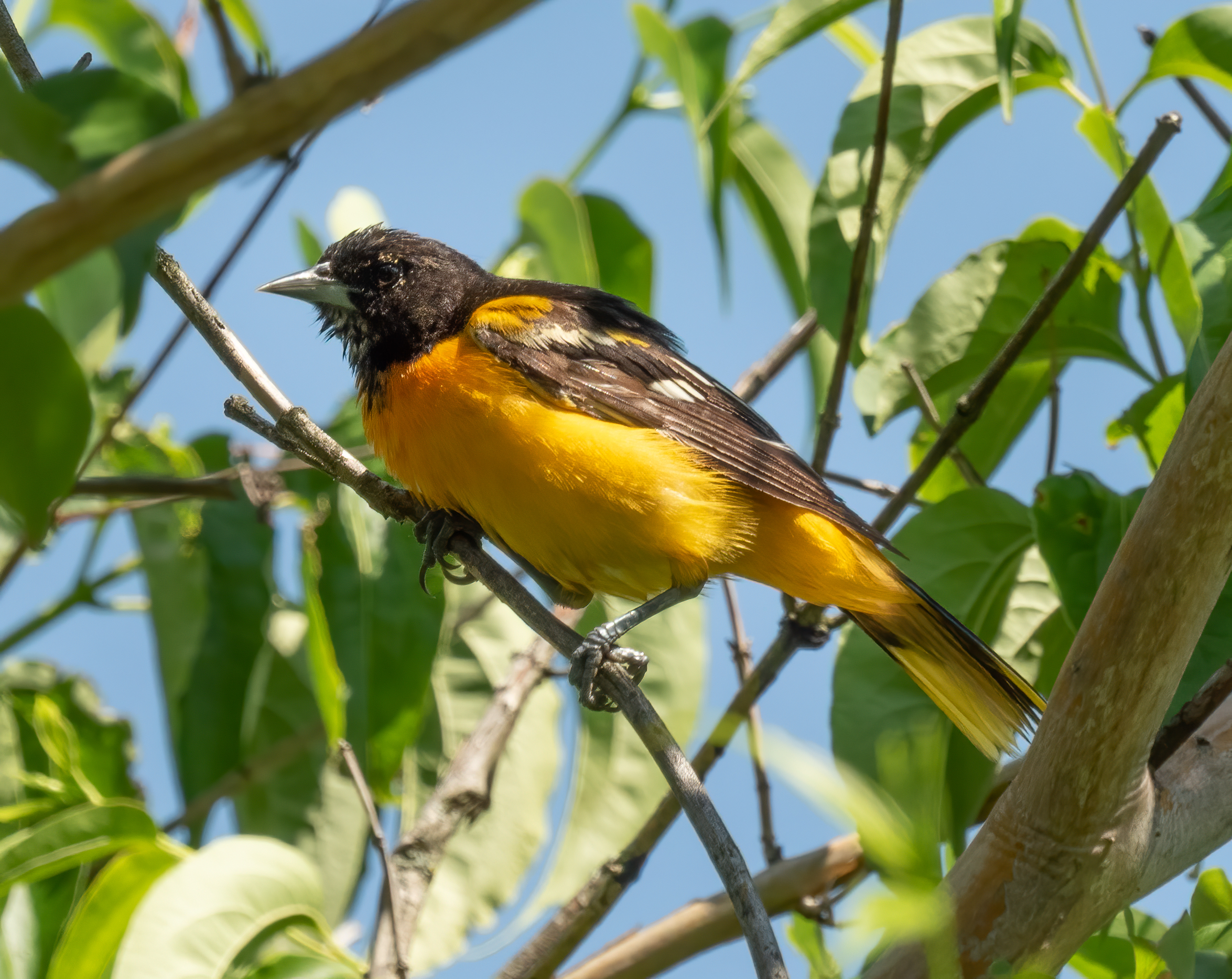 Sivga oriole