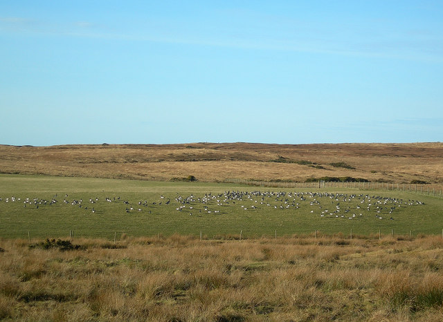 File:Barnacle Geese at Ardnave Farm - geograph.org.uk - 349781.jpg