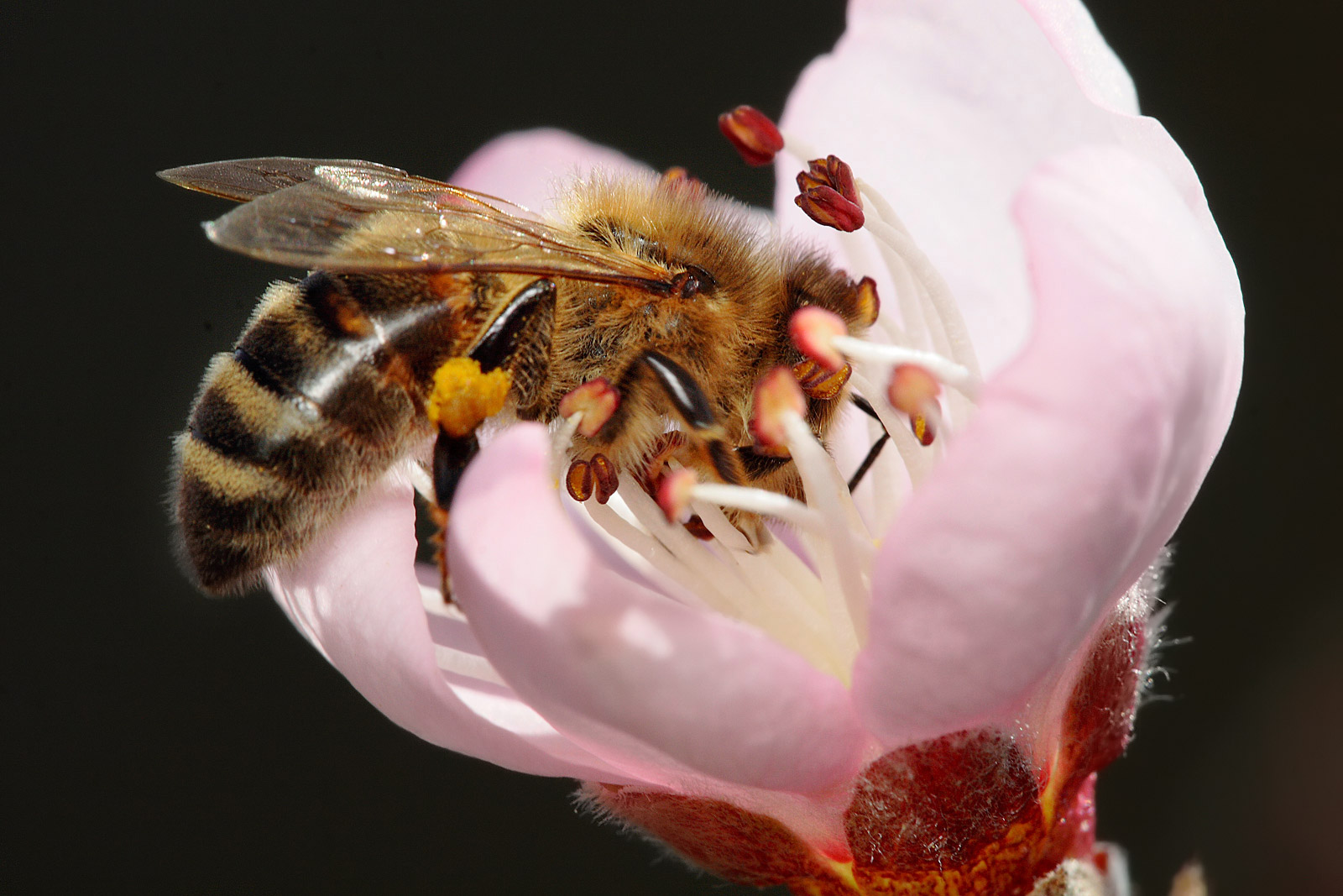 pollination process of a flower