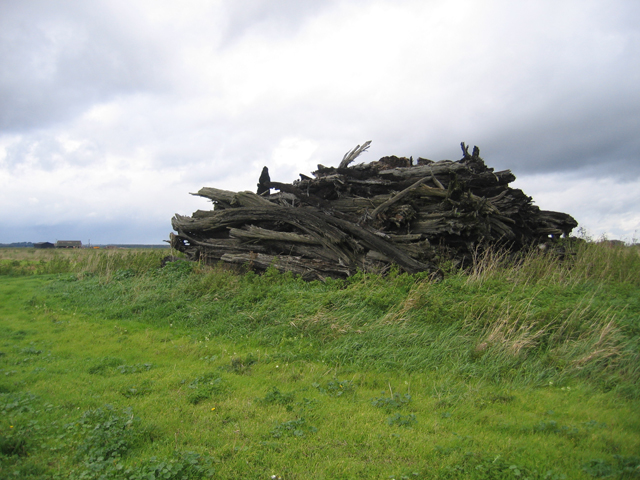 File:Bog oaks, Woodwalton Fen, Cambs - geograph.org.uk - 257736.jpg