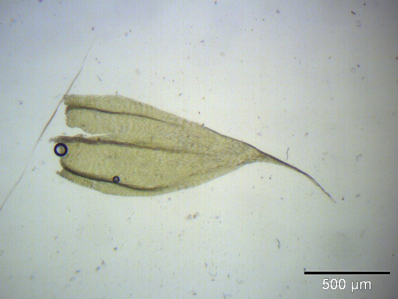 File:Brachythecium albicans blatt.jpeg