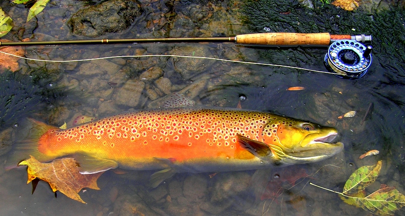 https://upload.wikimedia.org/wikipedia/commons/9/90/Breeding_Brown_Trout_and_Flyrod.JPG