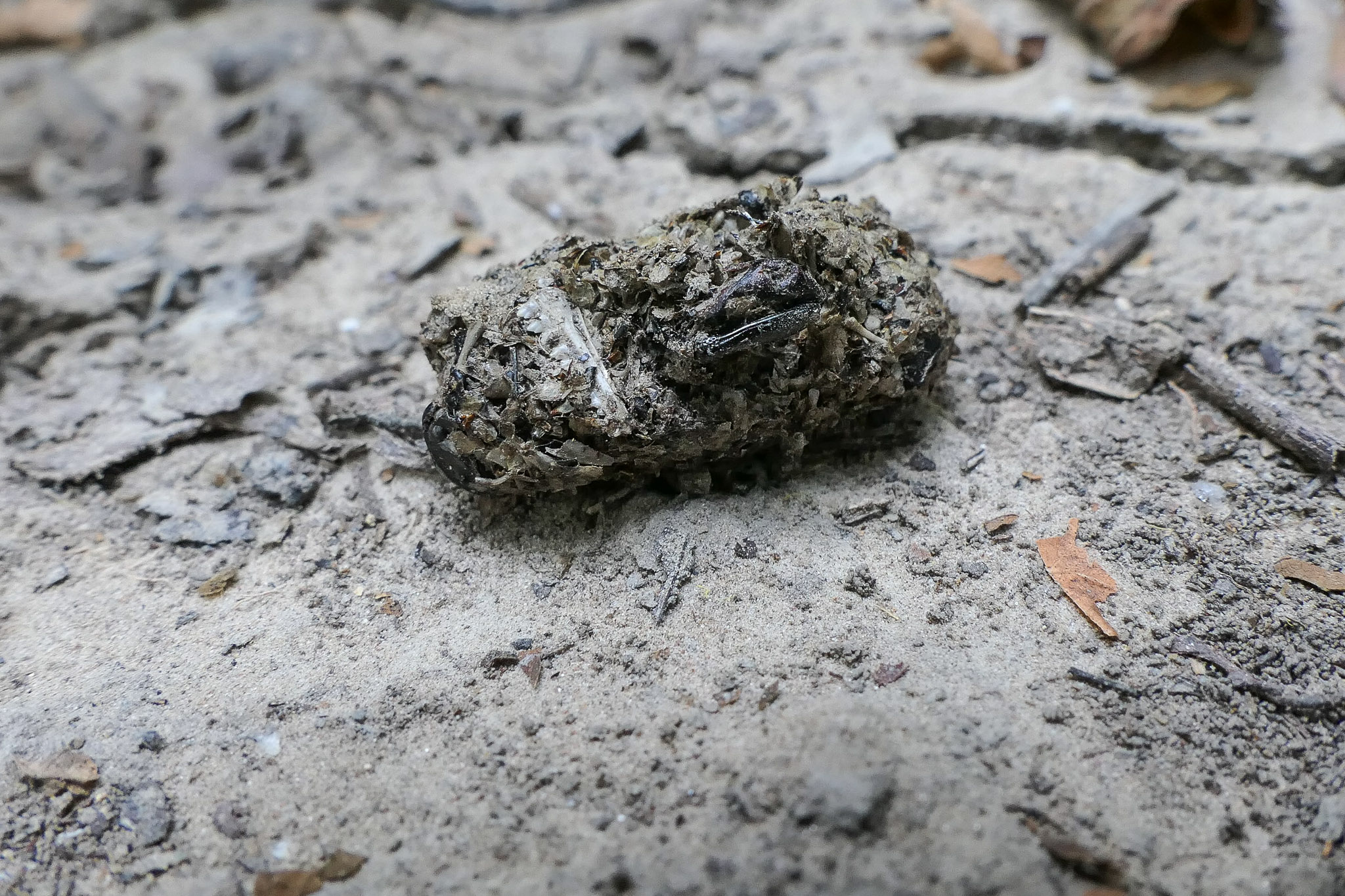 tawny owl pellets