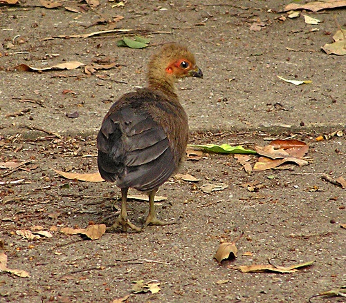 Datei:Brushturkeychik.jpg