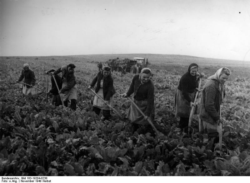 Datei:Bundesarchiv Bild 183-19204-0238, Sachsen-Anhalt, Ernte von Zuckerrüben.jpg