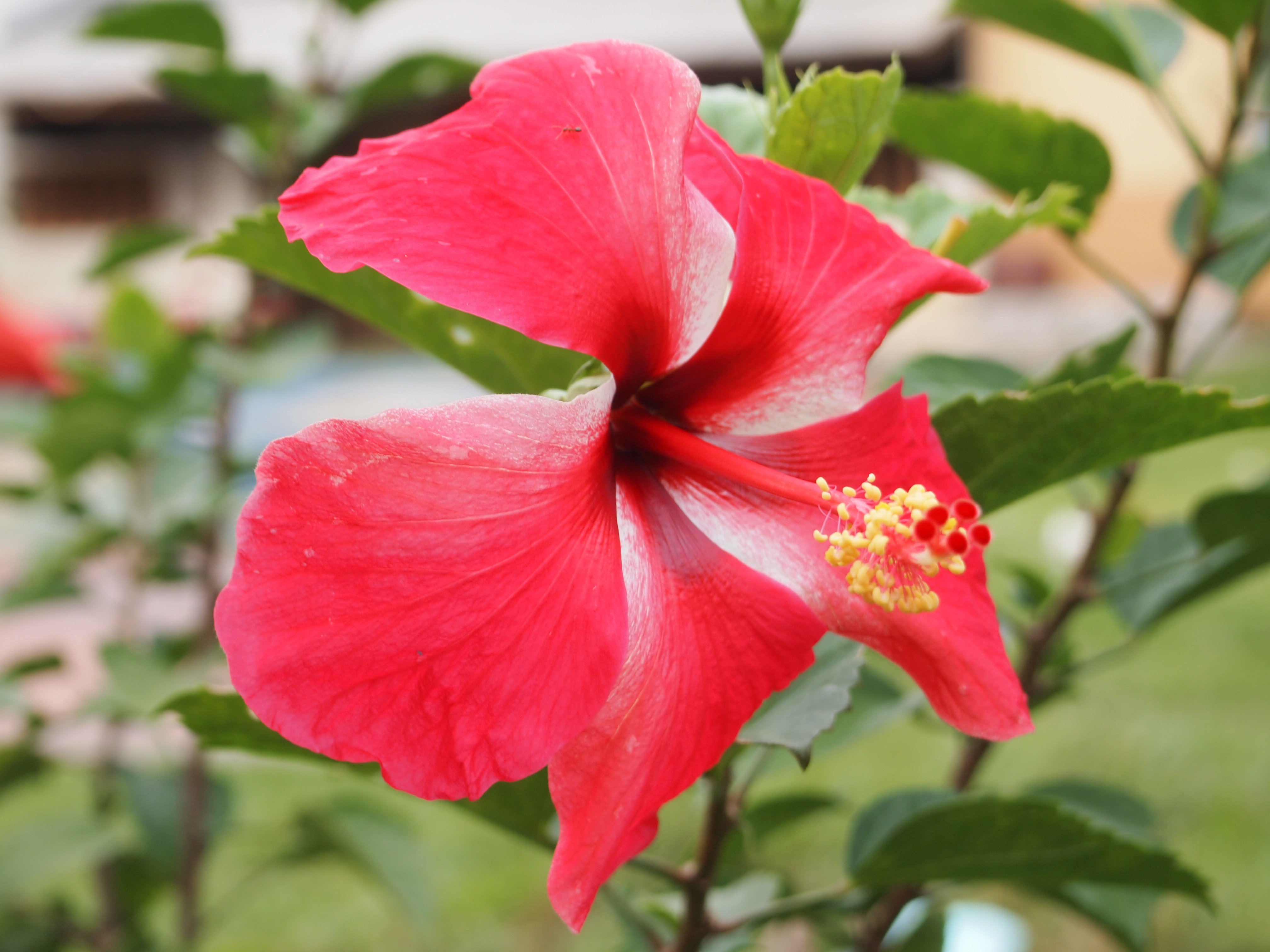 File Bunga Raya Merah Jpg Wikimedia Commons