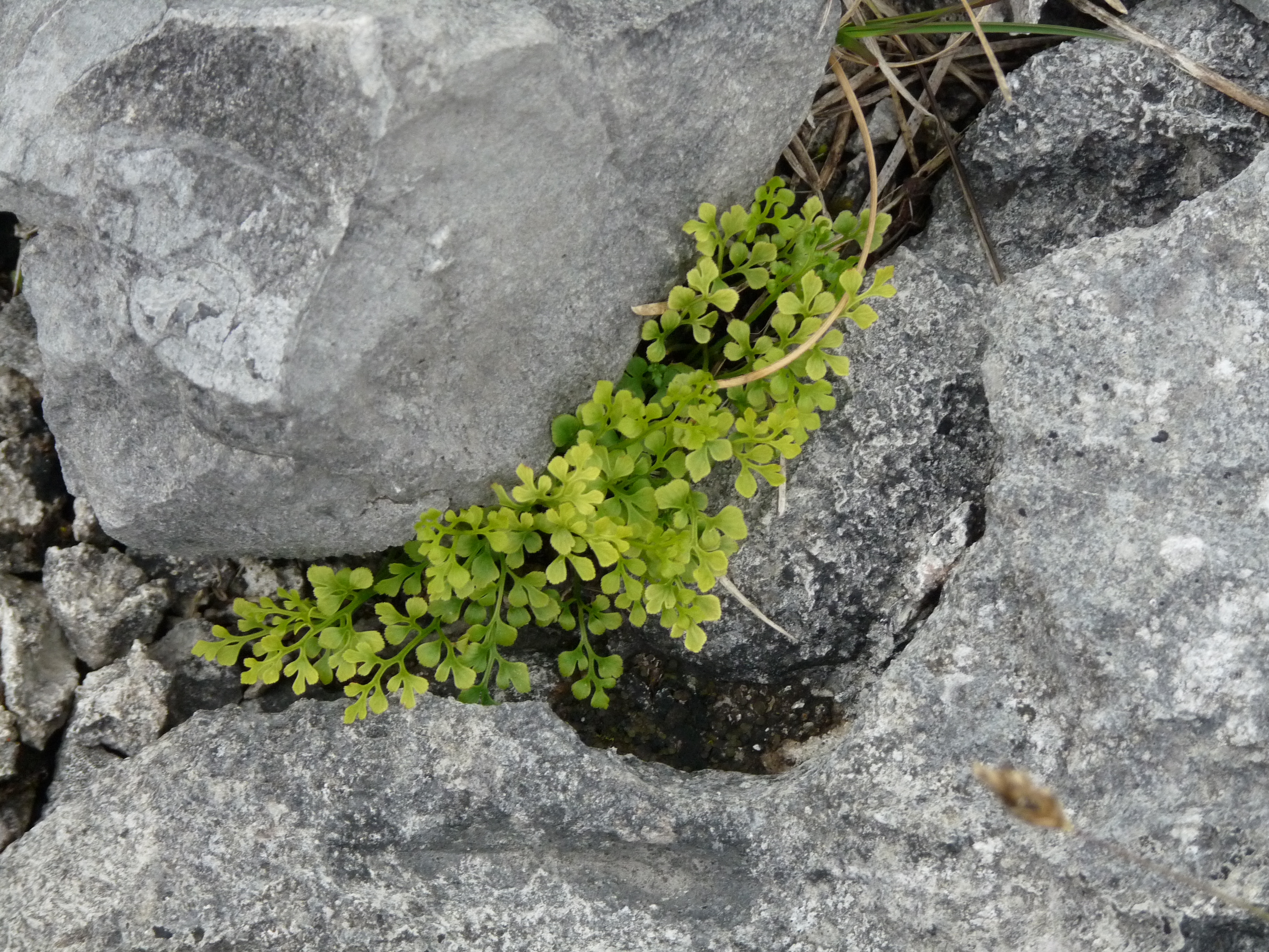 Image result for fern under a stone