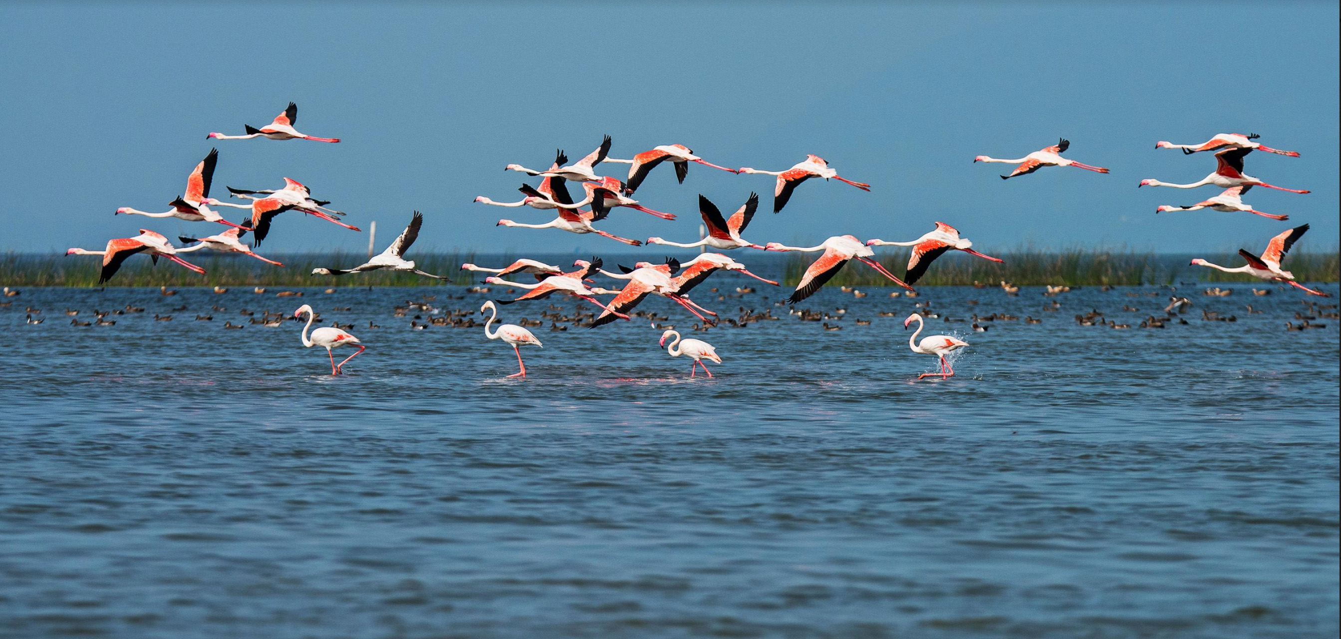 Image result for Chilika Lake, Odisha