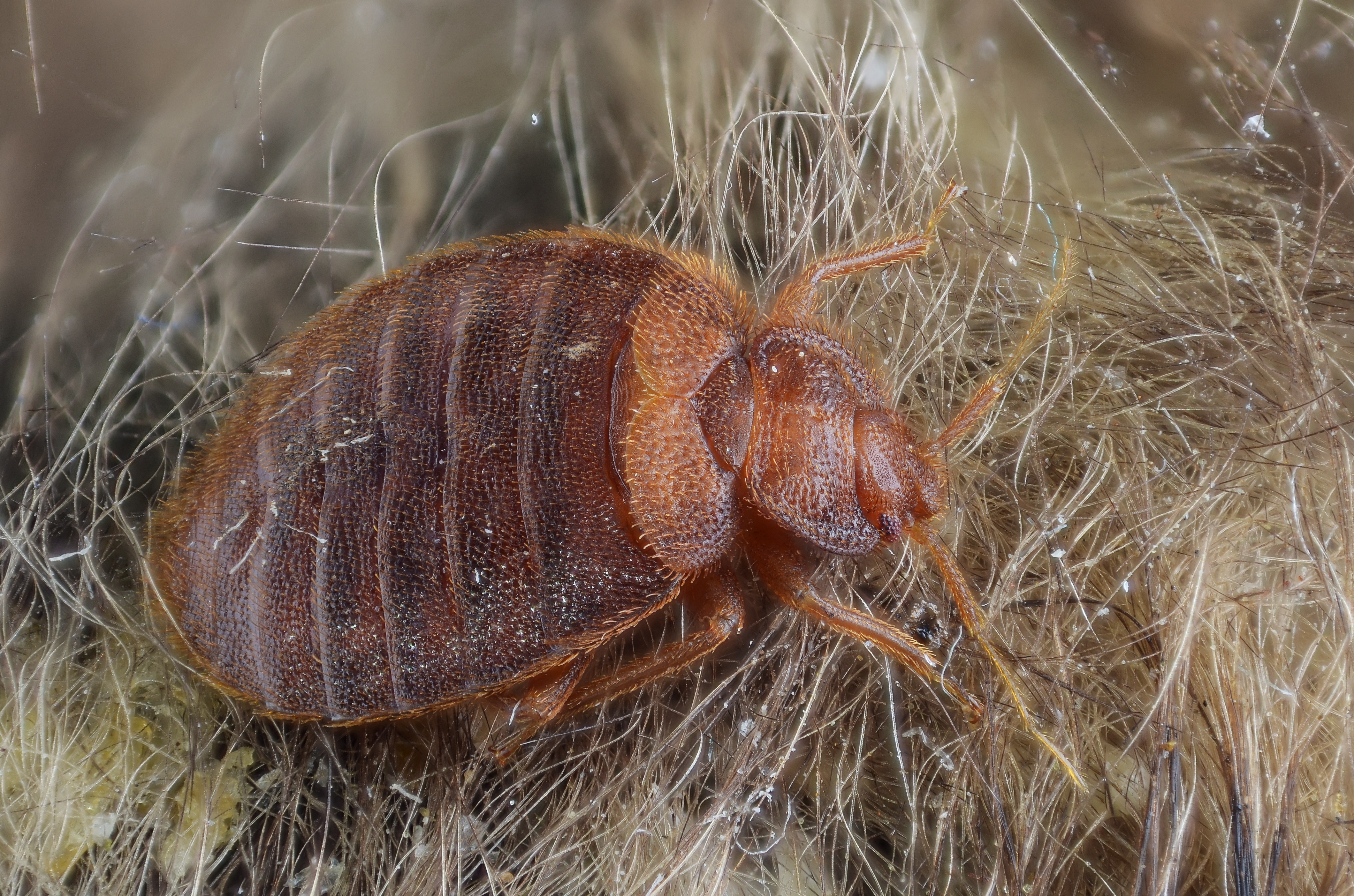 Фото клопа. Постельный клоп (Cimex lectularius). Постельный клоп Cimex lectularius (личинки, нимфы). Клоп Cimex. Тропические постельные клопы.