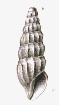 <i>Clionella aglaophanes</i> Species of gastropod