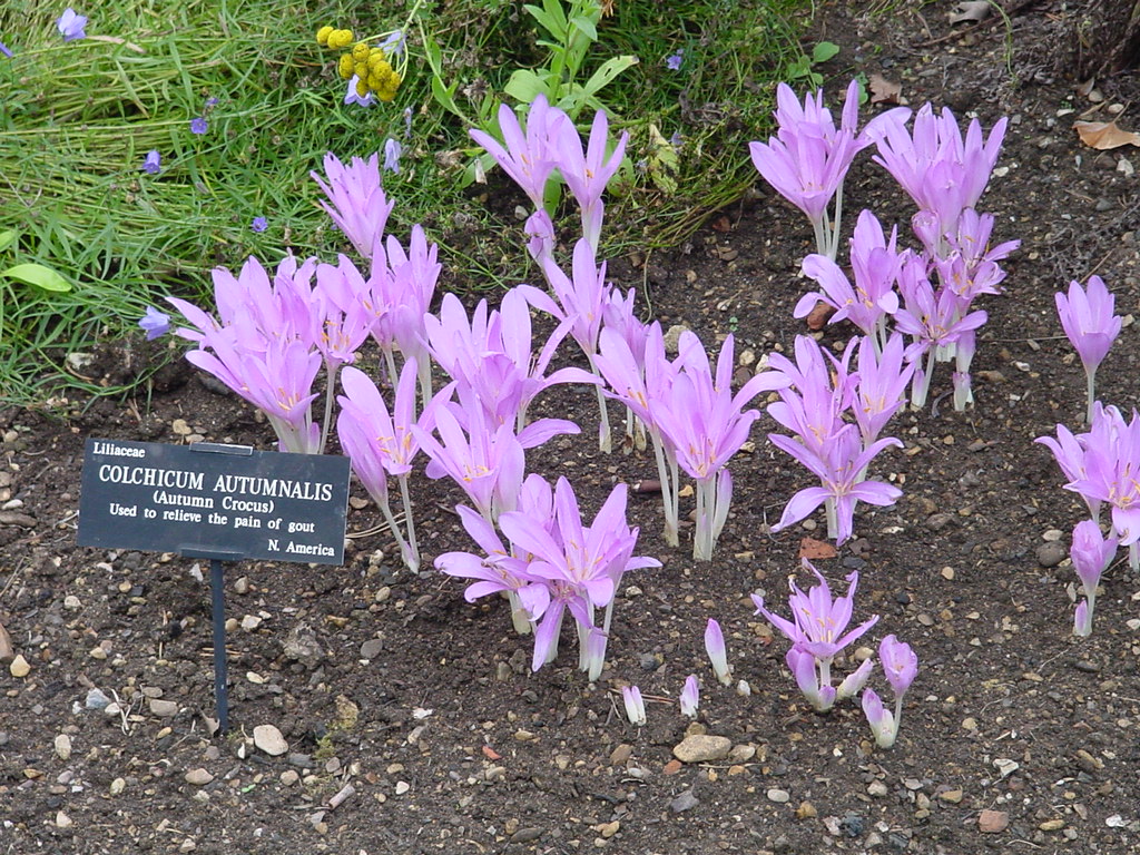 https://upload.wikimedia.org/wikipedia/commons/9/90/Colchicum_Autumnale_Oxford.jpg?uselang=ru