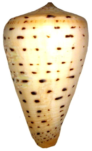 File:Conus leopardus (Röding, 1798) (4309321986).jpg