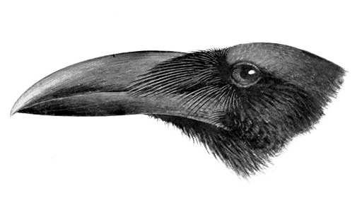 File:Corvus validus.jpg