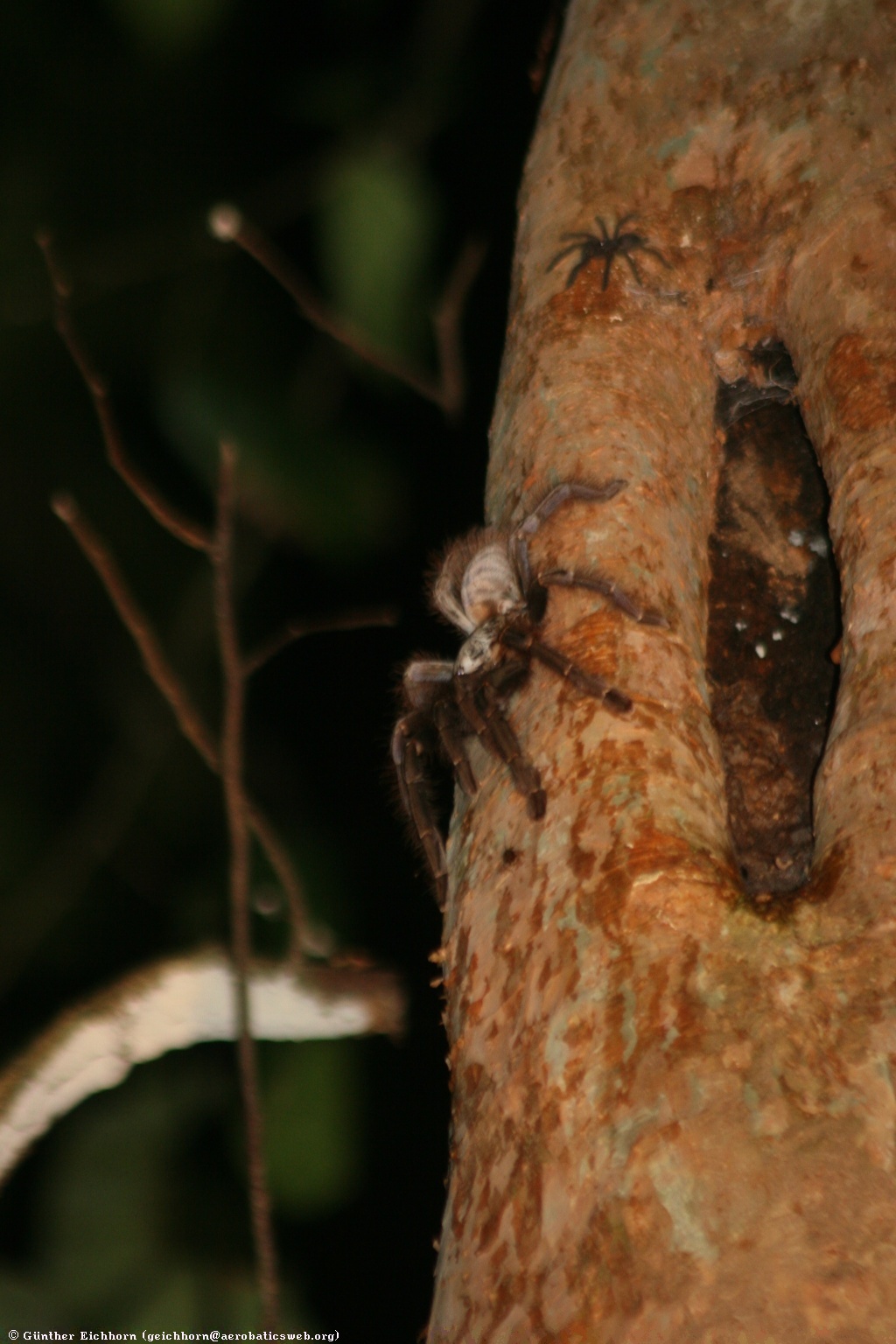 Malaysia tarantula Geckos, snakes,