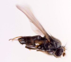 <i>Discocerina obscurella</i> Species of fly