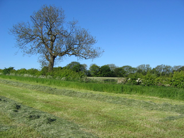 File:Earthquake Plantation - geograph.org.uk - 181149.jpg