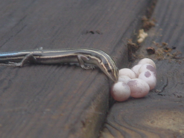 File:Female Skink Moving Eggs.JPG