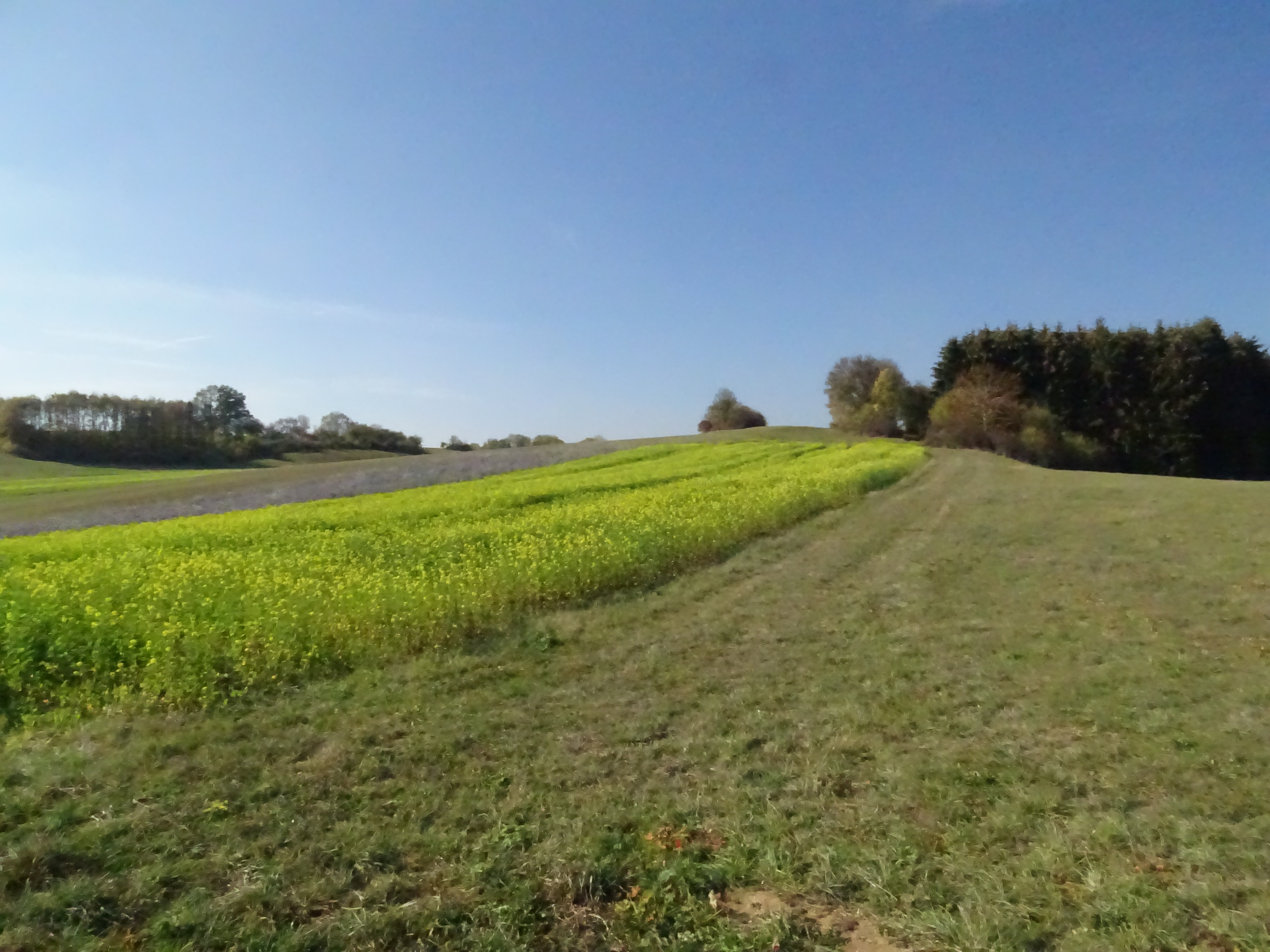 Auf der heide blüht