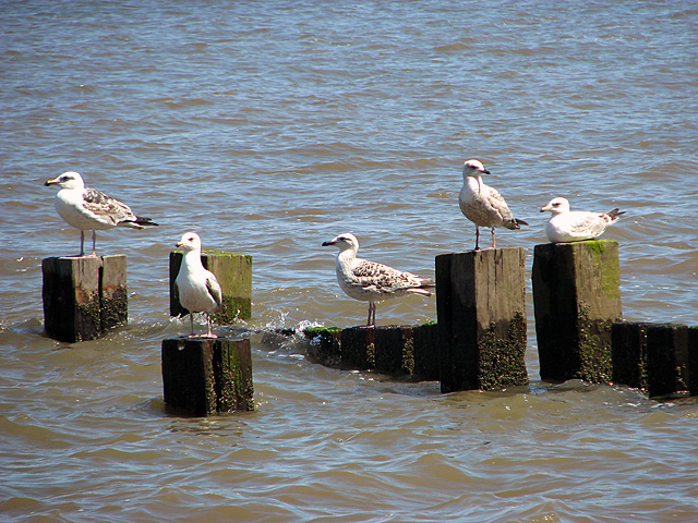 File:Gulls perched on wooden groyne - geograph.org.uk - 2965477.jpg