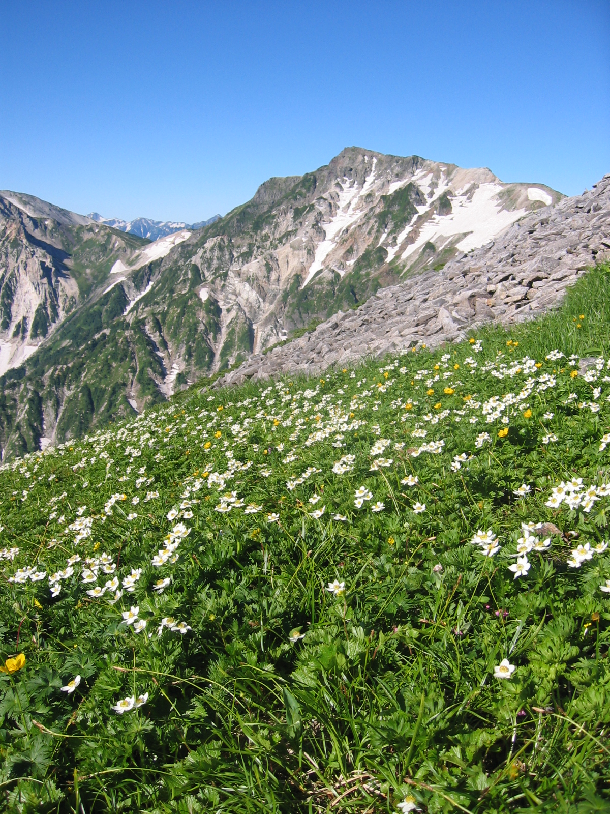 高山植物 Wikipedia