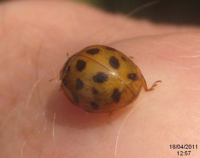 File:Harlequin ladybird (RL) (5636999667).jpg