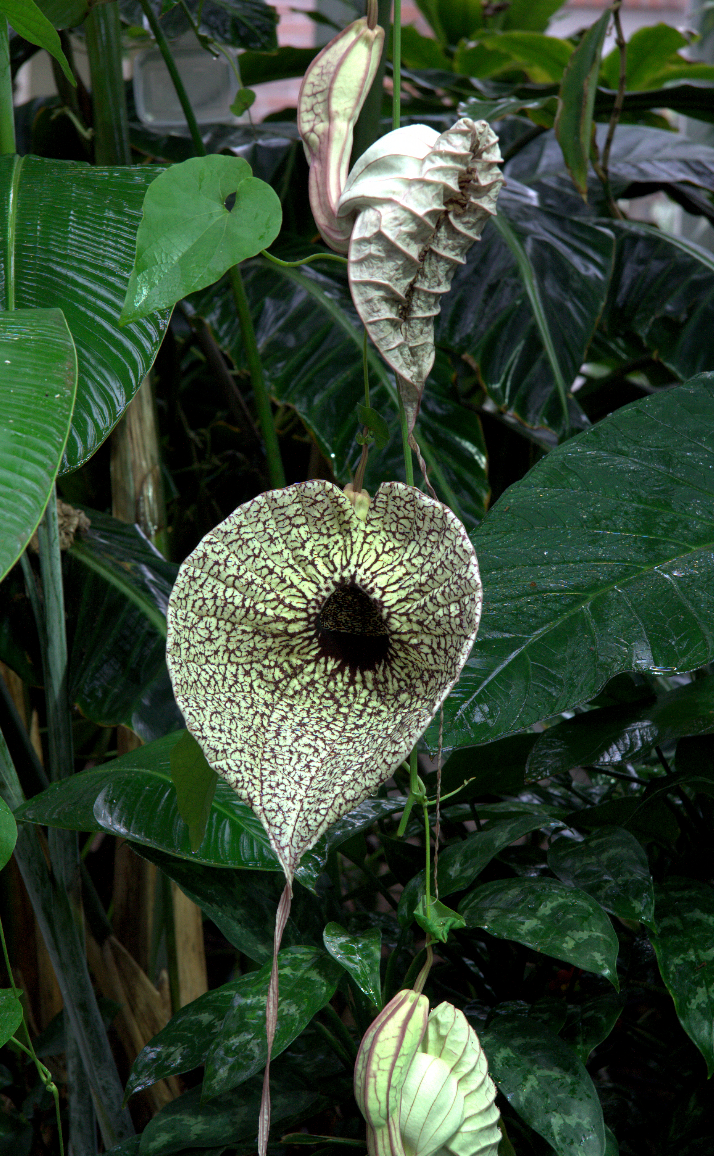 Aristolochia grandiflora - Wikipedia