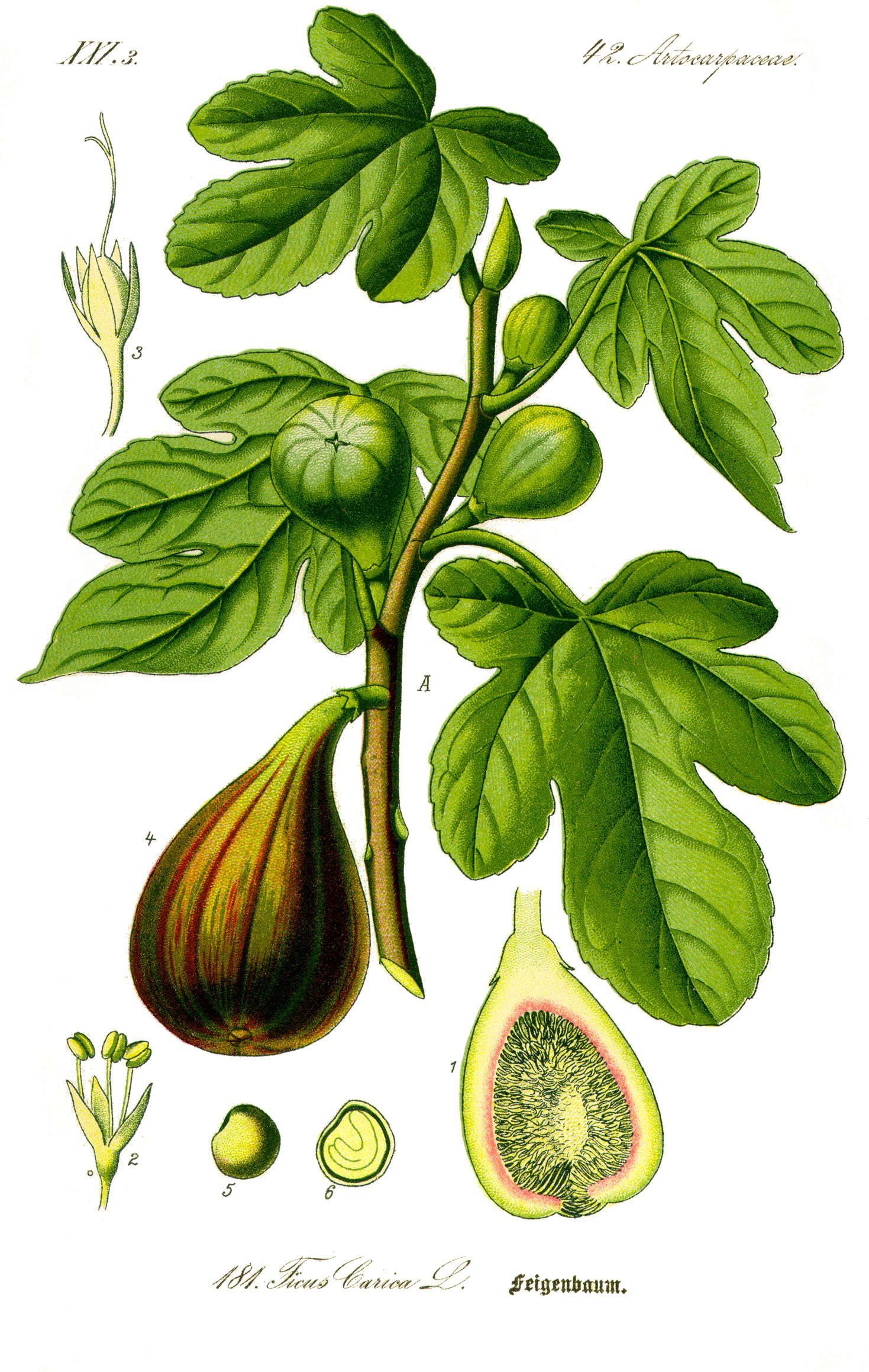 Ficus carica Wikipedia la enciclopedia libre