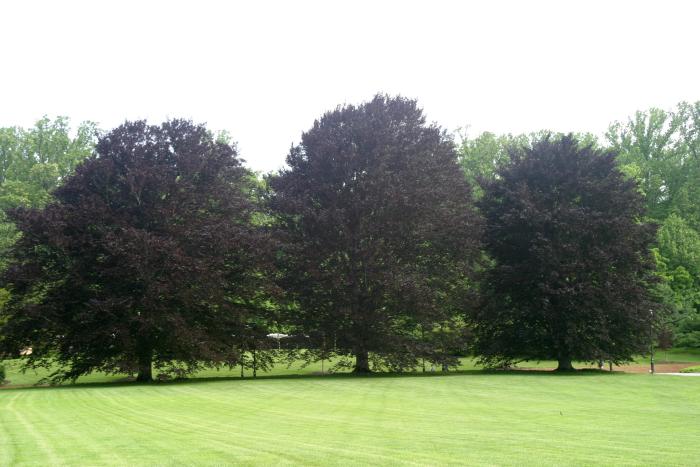 File:Img fagus sylvatica atropurpurea 1890.jpg