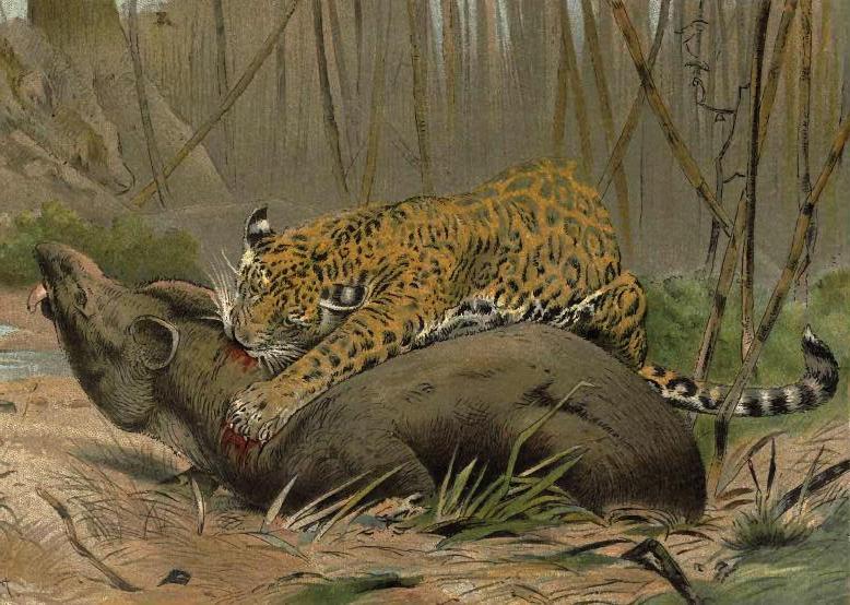 Jaguar Killing A Tapir Yoga Mat by Friedrich Wilhelm Kuhnert