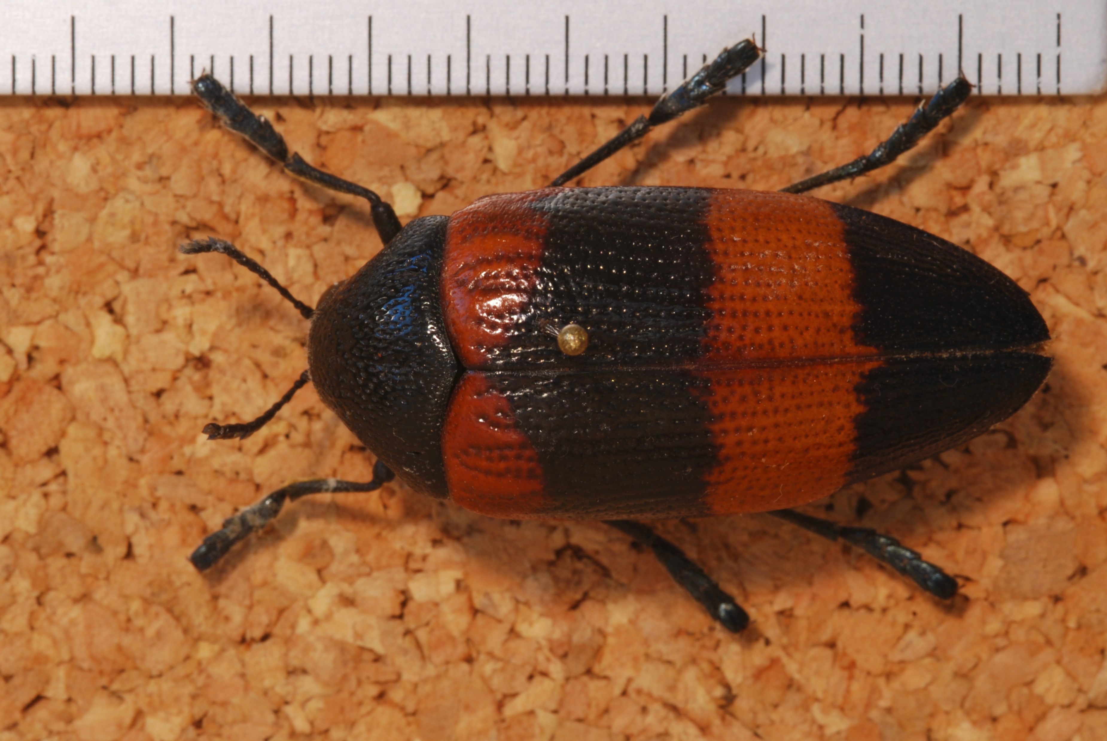 Jewel Beetle (Sternocera hunteri fasciata) (8247653756).jpg