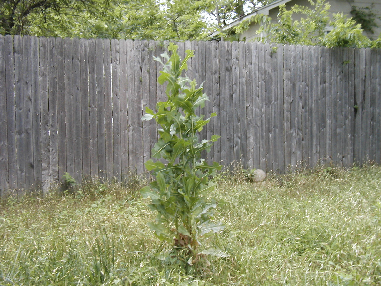 Lactuca_serriola_clump.jpg