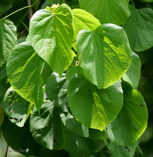 File:Leaves I IMG 9210.jpg