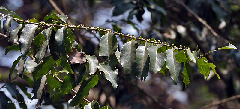 File:Leaves with male flowers I IMG 3264.jpg