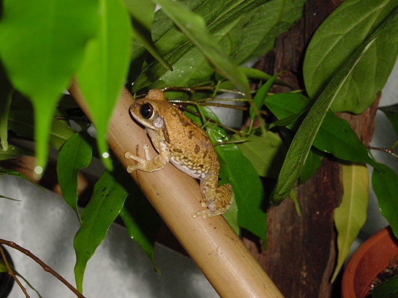 File:Leptopelis.jpg