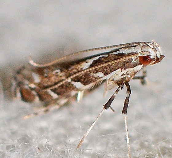 Leucospilapteryx venustella