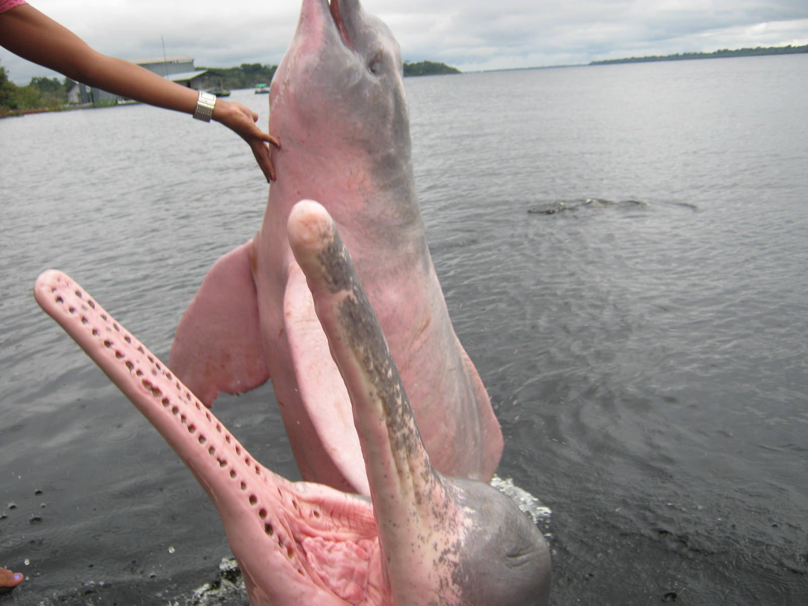 Розовый Дельфин боуто