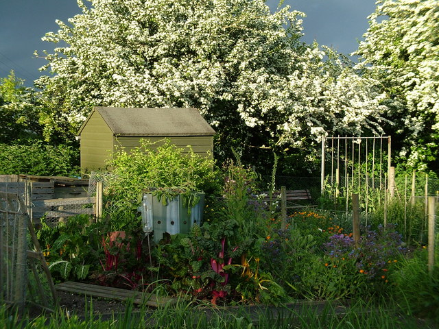 File:May blossom at Ringwould allotments - geograph.org.uk - 318383.jpg