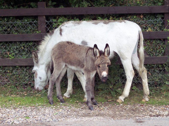 File:Mother and Daughter - geograph.org.uk - 474422.jpg