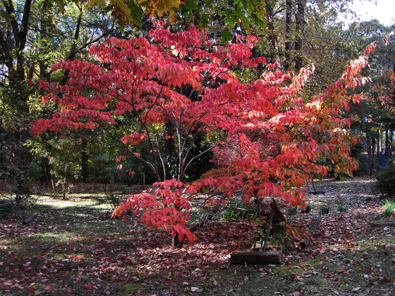 File Oaklawn Garden Germantown Tn 2013 11 03 002 Jpg Wikimedia