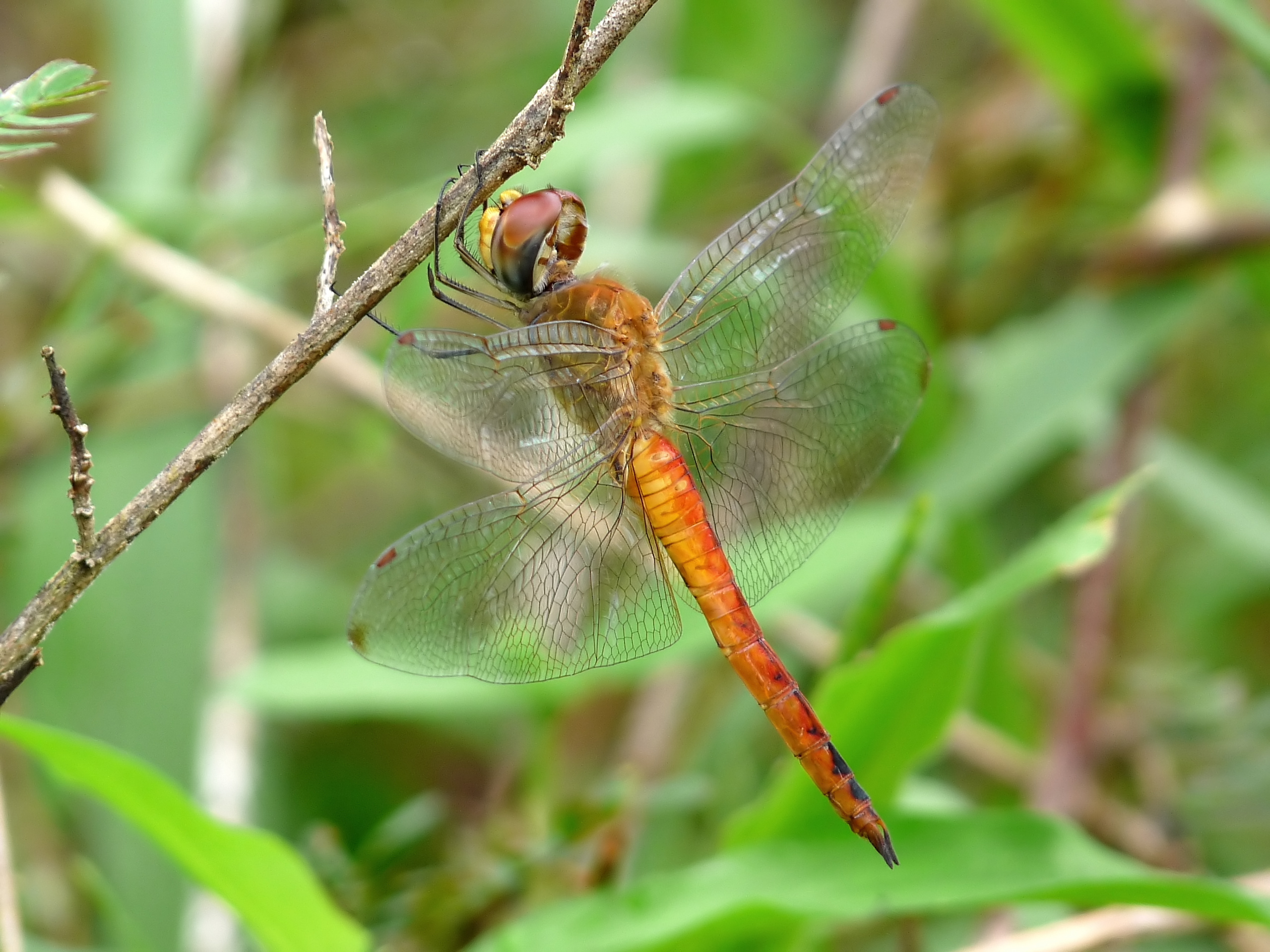 The globe skimmer