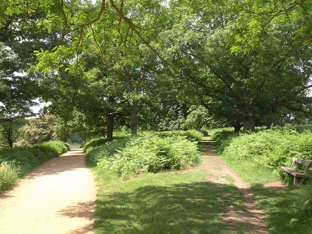 File:Paths, Richmond Park - geograph.org.uk - 1921701.jpg